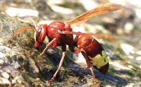 Exterminio de avispones Toledo Exterminio de avispones Toledo