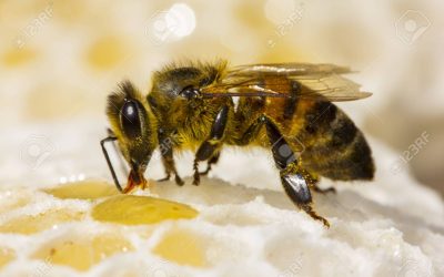 Exterminio de abejas Toledo