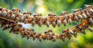 Exterminio de abejasToledo Exterminio de abejas en Toledo