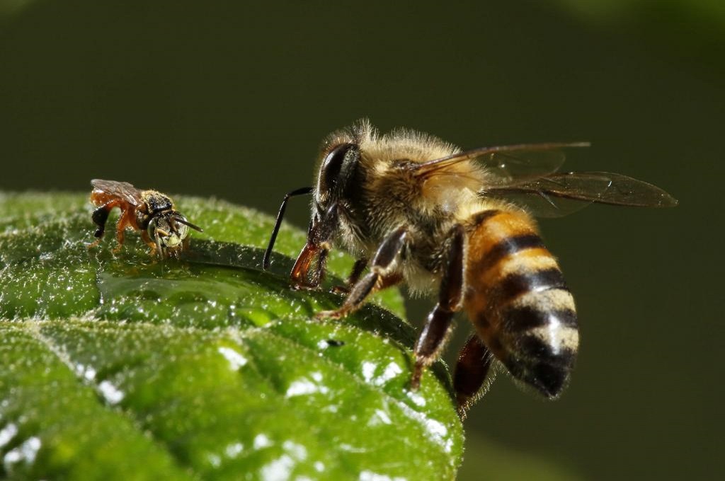 Exterminio de abejas Exterminio de abejas Toledo