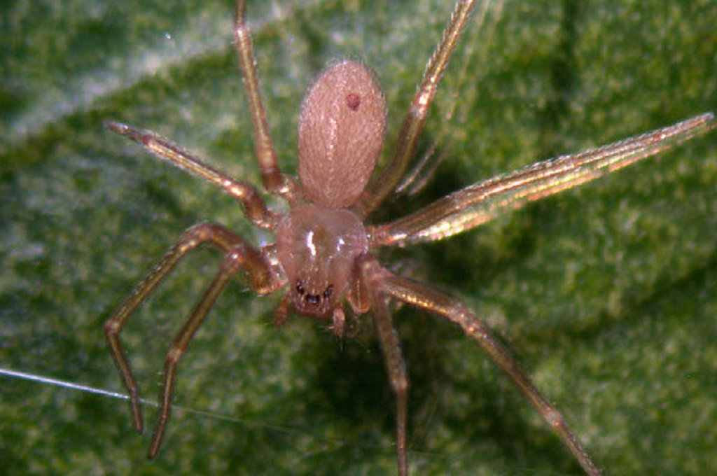 Exterminio de arañas Exterminio de arañas Toledo