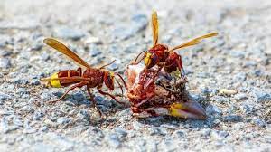 Exterminio de avispas Toledo