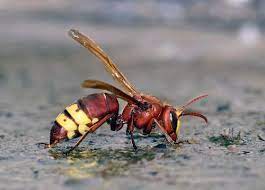 Exterminio de avispas Toledo Exterminio de avispas en Toledo