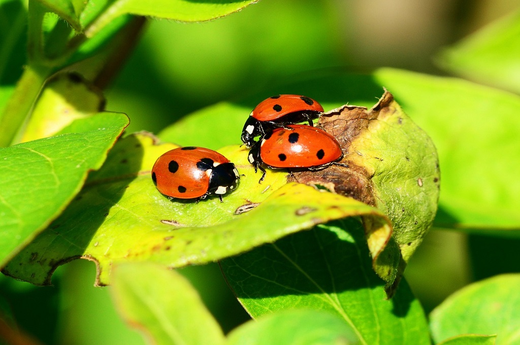 Exterminio de insectos Exterminio de insectos Toledo