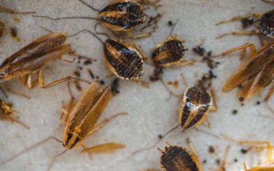 Exterminio de chinches Toledo