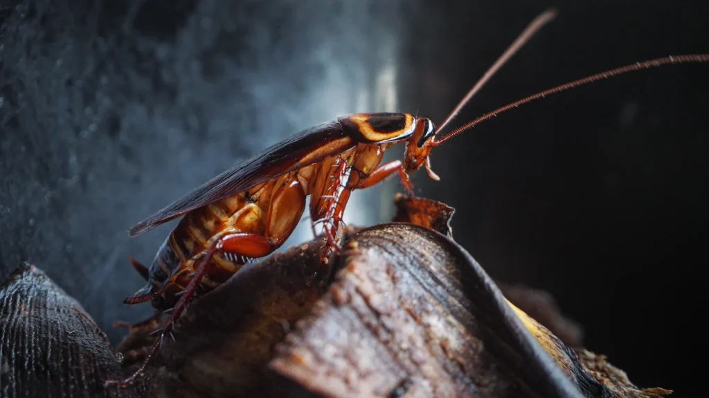 Exterminio de cucarachas Toledo Exterminio de cucarachas en Toledo