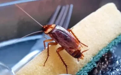 Exterminio de cucarachas Toledo