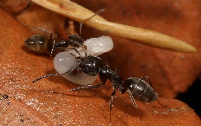 Exterminio de hormigas Toledo
