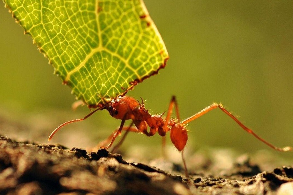 Control de plagas en Toledo