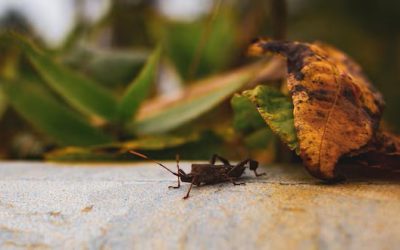 Exterminio de insectos Toledo