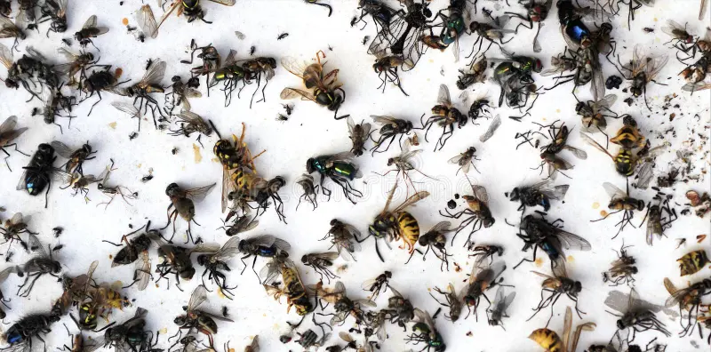 Exterminio de insectos Toledo Exterminio de insectos en Toledo