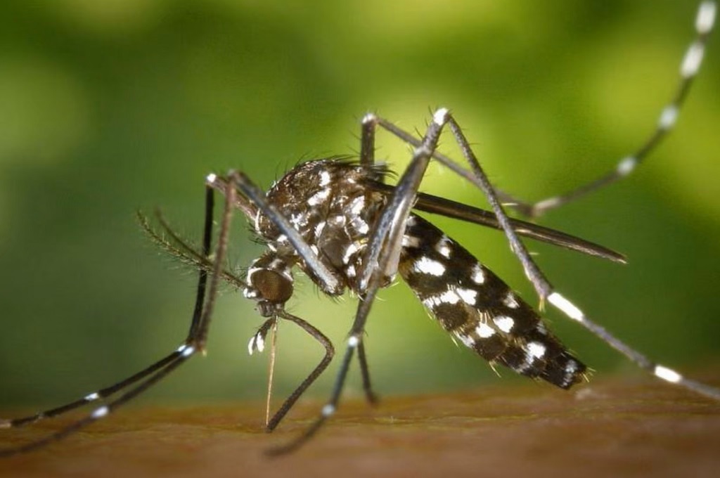 Exterminio de mosquitos Exterminio de mosquitos Toledo