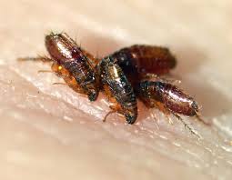 Exterminio de pulgas Toledo Exterminio de pulgas en Toledo