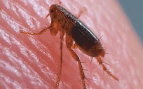 Exterminio de pulgas Toledo