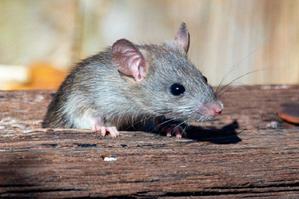 Control de plagas en Toledo