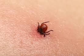 Control de Mosquitos en Toledo