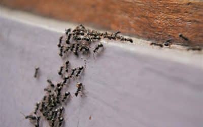 Control de Hormigas en Toledo